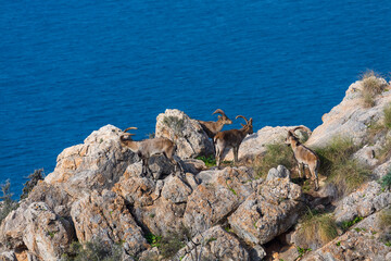 IBERIAN IBEX - CABRA MONTES o IBICE IBERICO (Capra pyrenaica), Cliffs of Maro Cerro Gordo -...