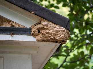 European hornets Vespa crabro and their nest. UK. - 382810812