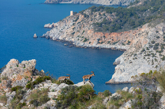 IBERIAN IBEX - CABRA MONTES o IBICE IBERICO (Capra pyrenaica), Cliffs of Maro Cerro Gordo - Acantilados de Maro Cerro Gordo, Granada, Andalusia, Spain, Europe