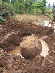 big rock photo in the middle of rice fields