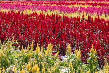 ケイトウ 鶏頭 花 