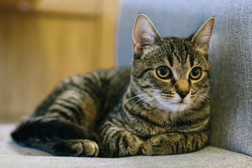 A cat lying on a chair