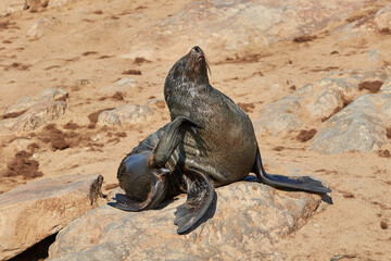 Cape fur seal pup at Cape Cross