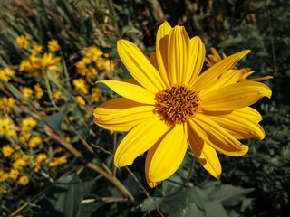 Background with yellow topinambur flower