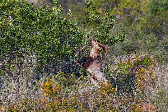 IBERIAN IBEX - CABRA MONTES o IBICE IBERICO (Capra pyrenaica), Cliffs of Maro Cerro Gordo - Acantilados de Maro Cerro Gordo, Granada, Andalusia, Spain, Europe
