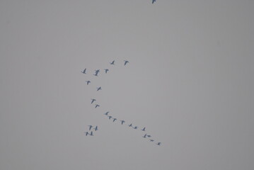 
flight of birds to warmer regions