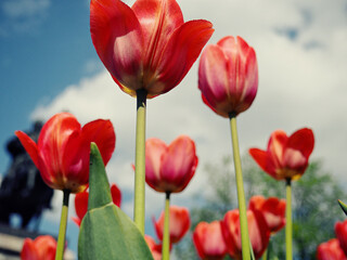 red tulips in the field with wide angle lens from below, very nice blue cloudy sky. Selective focus.