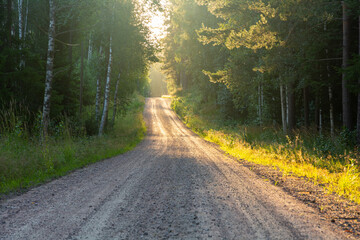 A forest road in a beautiful sunlight