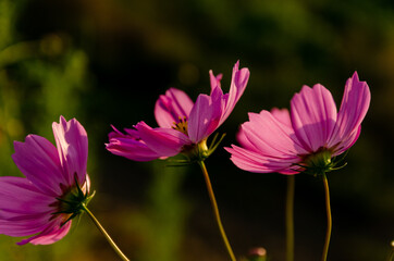 Fototapeta premium ピンクのコスモスの花と暗い背景