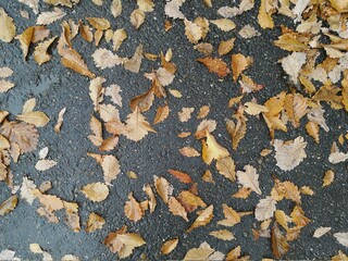 yellow leaves on wet asphalt