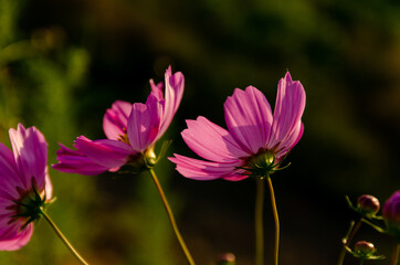 ピンクのコスモスの花と暗い背景