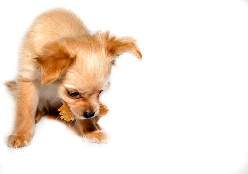 Puppy with a dog dental toys.