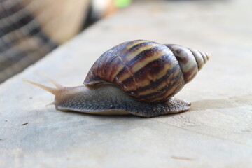 Snails walking on the cement floor, slow down.