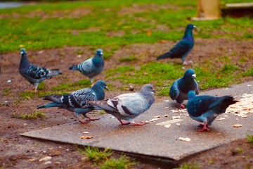 pigeons in the park