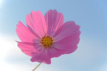 青空とコスモス