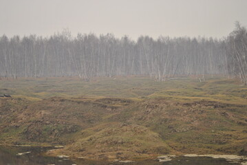 morning in the forest