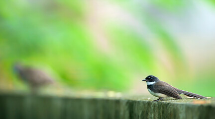 White-browed fantail is perching on the fence.
