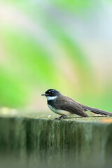White-browed fantail is perching on the fence.