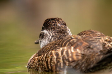 Ente