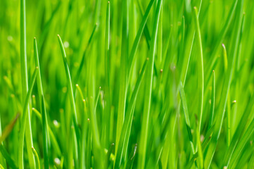Fototapeta na wymiar Bright juicy green grass textured background. Grass on sunlight on yard , natural texture