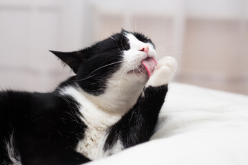 The cute cat is licking his paw on the bed with closed eyes. Black and white cat washes the paw. 