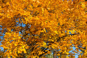 Collection of Beautiful Colorful Autumn Leaves, green, yellow, orange, red. Autumn yellow leaves background in sunny day Seamless tree bark background. Brown tileable texture of the old tree. toned