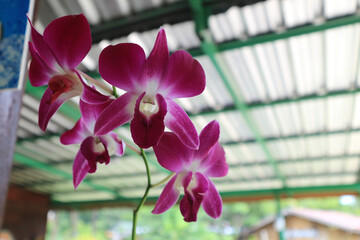 Beautiful purple orchid in coffee shop.