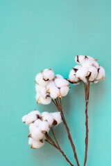 Vertical format of cotton twigs on blue background as botanical background with copy space