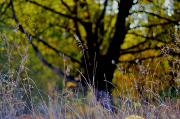 Meadow flowers that grow on the banks of the river Tsna in the city of Tambov .