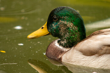 Ente