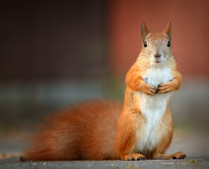 Squirrel found a nut on the road in the park.