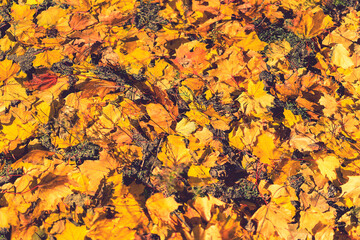 Background of colorful autumn leaves on forest floor Seamless tree bark background. Brown tileable texture of the old tree. Squirrel runs through the forest macro. toned