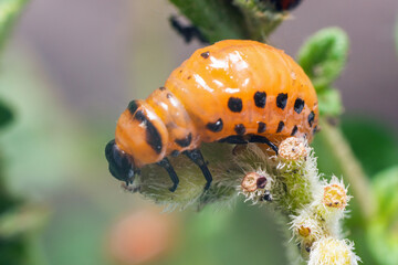 Colorado potato beetle larvae eats potato leaves, damaging agriculture