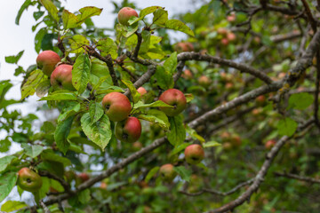 View of some red apples on a European crabapple
