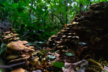 View of mushrooms and fallen leaves among dead tree trunks and vegetation
