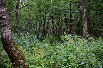 pine forest in the morning