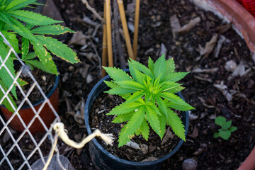 little marihuana plant in a planter