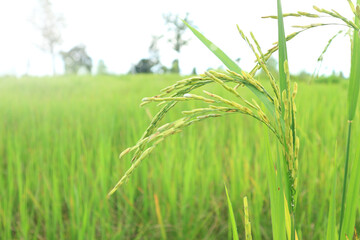 Close up of green paddy rice. yellow green rice field in thailand.