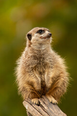 Erdmännchen