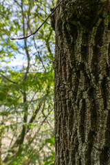 texture of a tree trunk and the forest
