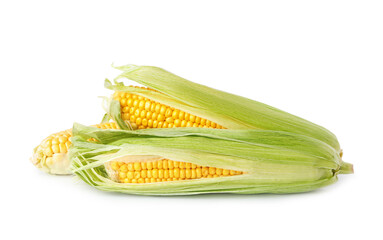Ripe raw corn cobs with husk on white background