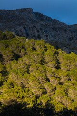 Pine forest, Sierra de las Nieves National Park, Málaga, Andalusia, Spain, Europe