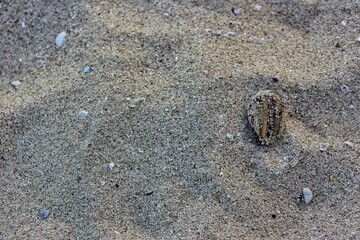 crab on sand