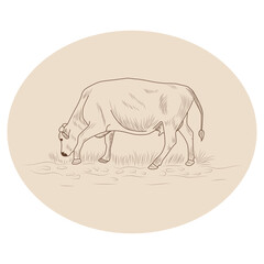 Cow, Hand drawn in a graphic style. Vintage engraving illustration for poster, web