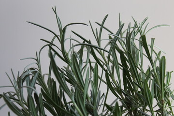 Rosemary leaf Rosemary branch Rosemary green leaves