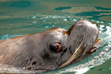 Mähnenrobbe, Patagonischer Seelöwe