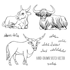 Cow. Bull. Coloring book for little ones. Educational game for children. Cartoon vector illustration