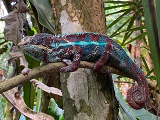Panther chameleon (Furcifer pardalis), Das Pantherchamäleon (Pantherchamaeleon), el camaleón pantera, il camaleonte del Madagascar or Camaleonte pantera - Zürich Zoo (Zuerich or Zurich), Switzerland © Mario