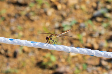 A dragonfly was sitting on a rope.