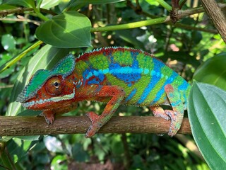 Panther chameleon (Furcifer pardalis), Das Pantherchamäleon (Pantherchamaeleon), el camaleón pantera, il camaleonte del Madagascar or Camaleonte pantera - Zürich Zoo (Zuerich or Zurich), Switzerland © Mario